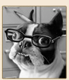 Canine Accountant
